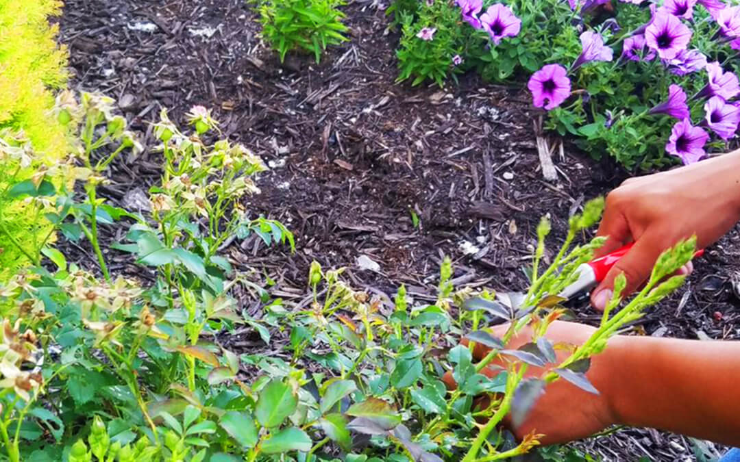 Landscape Maintenance